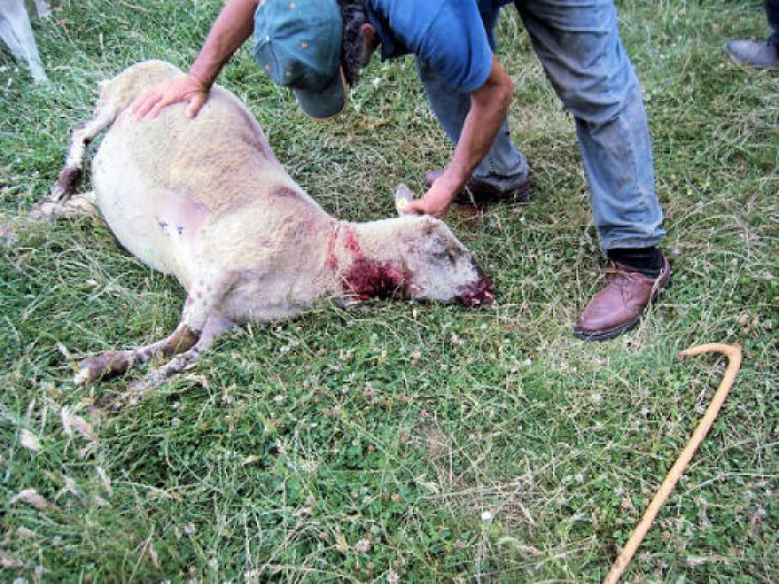 Ambiente: Coldiretti, in Italia nel 2013 almeno 3mila pecore uccise dai lupi