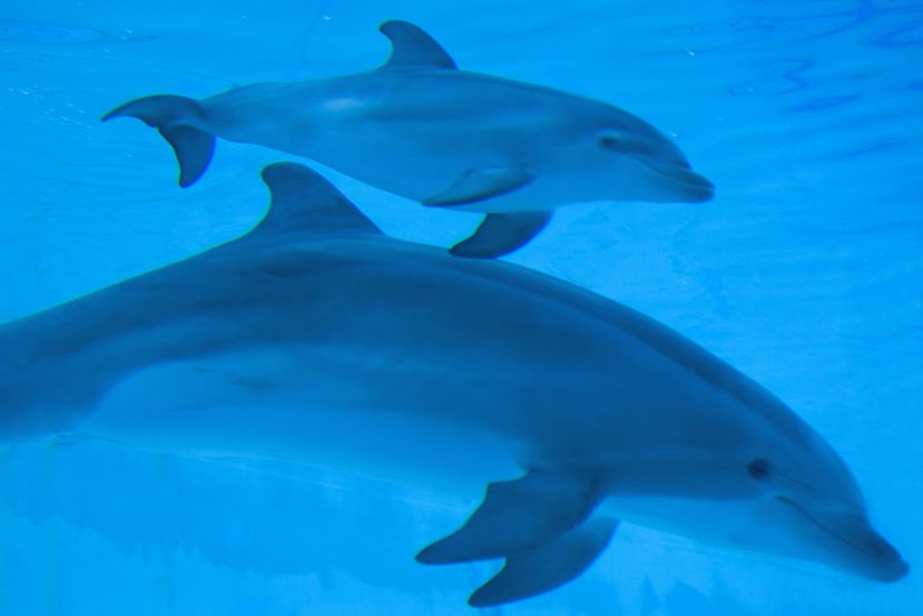 Oltremare Riccione, il piccolo delfino cresce e si fa conoscere