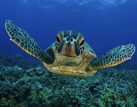 Ambiente: parte la campagna velica Life A Mar Natura 2000 verso le riserve marine ricche di biodiversità
