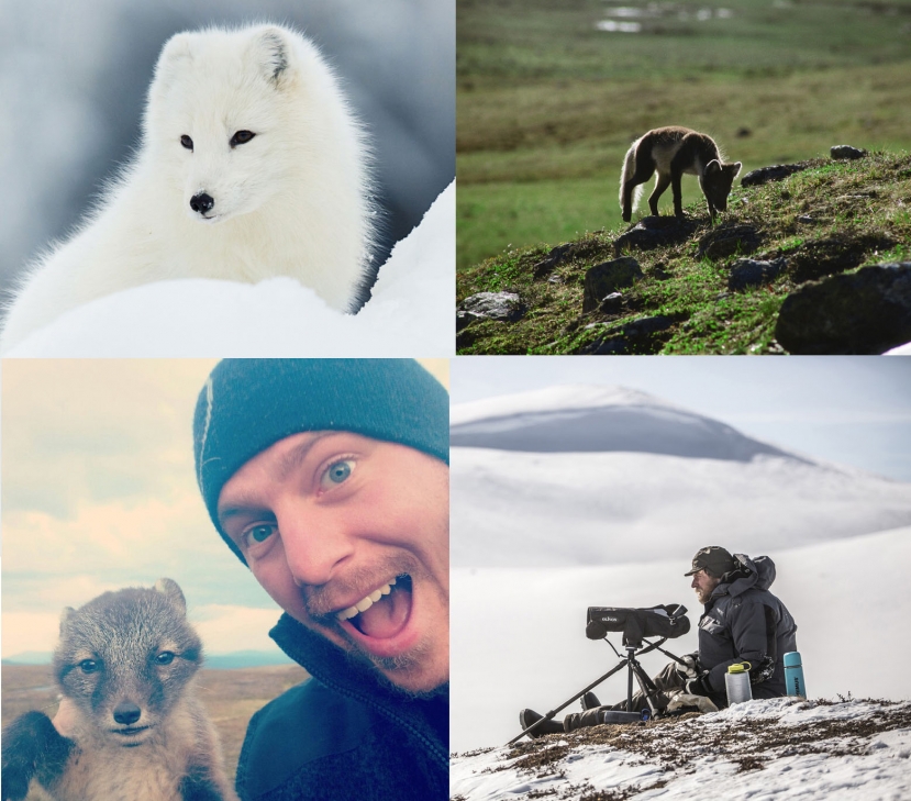 Save the Arctic Fox: l’impegno di Fjällräven  per la salvaguardia della volpe artica