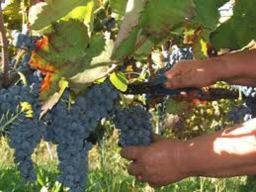 Vino: Coldiretti, è la vendemmia più scarsa dal 1950, 41 mln di hl
