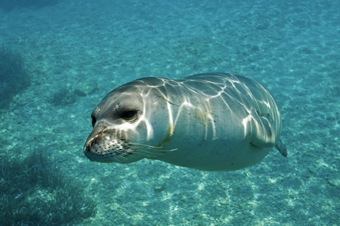 Sea watching naturalistico nelle acque di Capraia per avvistare il ritorno della foca monaca