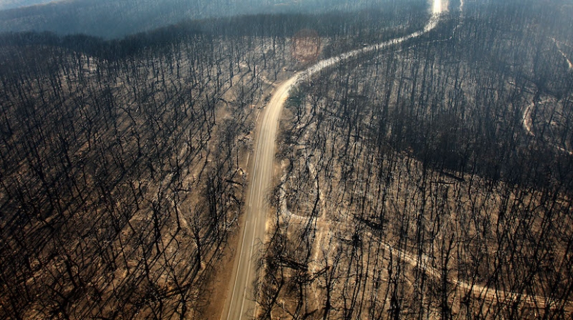 Australia: un progetto hi-tech di Wwf, Conservation International e Google per ricostruire il territorio devastato dagli incendi