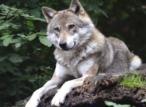 Fauna: l’attenti al lupo di Bruxelles. Da specie protetta a problema per gli agricoltori. Parte il censimento UE
