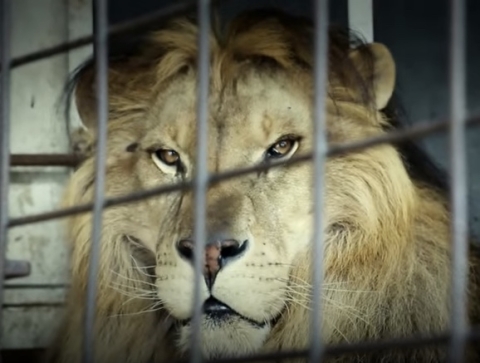 Ladispoli: aperto un fascicolo per la fuga del leone dal circo. Ambientalisti: “Rispettare Art.9 della Costituzione”