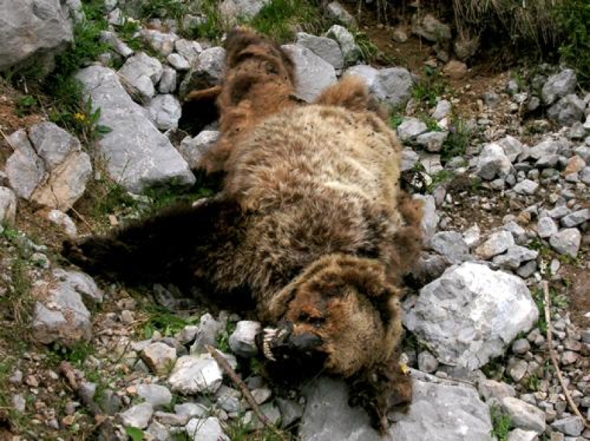 Trento: trovata carcassa dell’orso M62 a San Lorenzo Dorsino. Era uno degli esemplari pericolosi