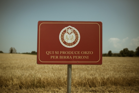 Filiera agroalimentare: la blockchain di pOsti e Birra Peroni nella tracciabilità del malto 100% italiano