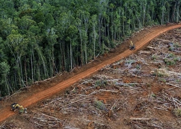Amazzonia: il 2022 l’anno nero della sua deforestazione sotto la presidenza brasiliana di Bolsonaro