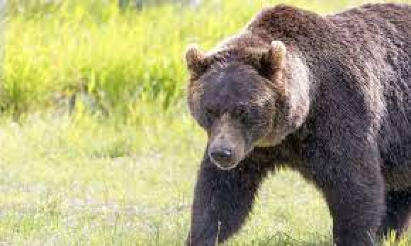 Abbattimenti orsi, il TAR di Trento sospende anche la soppressione dell’orso MJ5