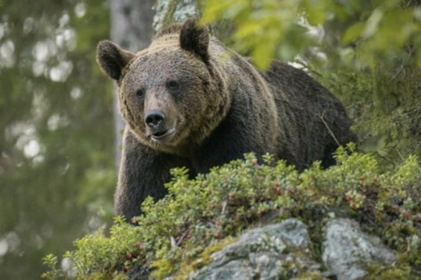 Trento: catturata l’orsa JJ4 che avrebbe ucciso Andrea Papi. Ora è nel centro faunistico Casteller