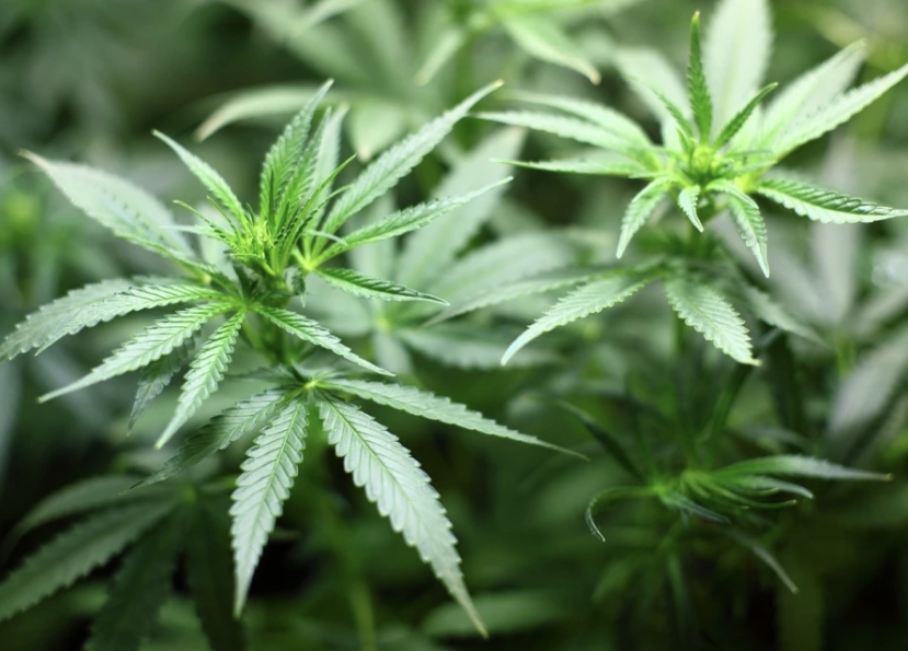 Marijuana: l’Ohio diventa il 24º Stato americano ad autorizzare l’uso ricreativo “dell’erba”
