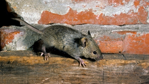 Australia: allarme sanitario per un’ondata di topi partita nell’est rurale del paese