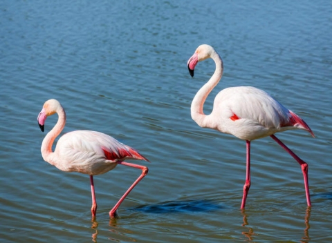 Feniday 2021: nell'oasi WWF di Orbetello per fotografare fenicotteri rosa con la tecnica del phonescoping