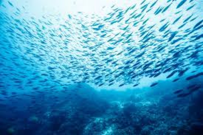 Pesca: il Blue Day di Catania tra norme e salvaguardia degli ecosistemi del Mar Mediterraneo