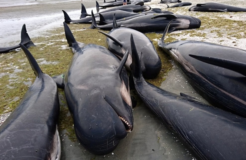 Tasmania: centinaia di balene spiaggiate a Macquarie Harbour. Il tentativo dei soccorsi di salvarle