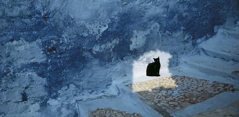 Alla Maison Européenne de la Photographie la mostra dei gatti immortalati dai grandi fotografi