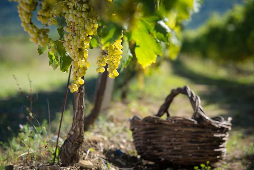 Il Plavac Mali vince la classifica dei vini rossi croati