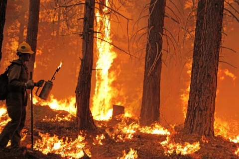 USA: i parchi della Sierra Nevada divorati dalle fiamme. Bruciati 180 mila ettari di bosco