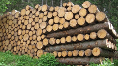 UE e Honduras siglano accordo per la tracciabilità del legno importato in Europa