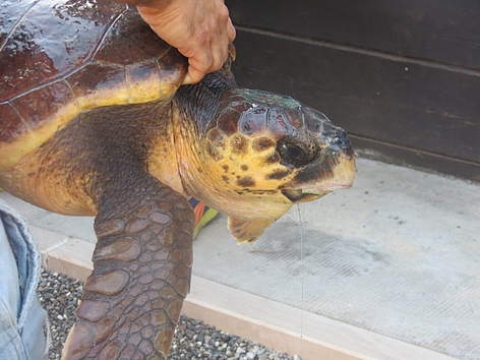 Wwf: oggi in diretta Facebook (16,30) il rilascio di due tartarughe marine a Policoro