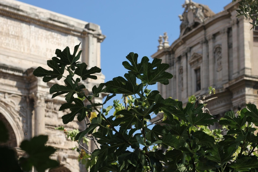 A Palazzo Barberini di Roma gli ‘Innesti’ botanici di Paco Cao promossi dallo GNAM