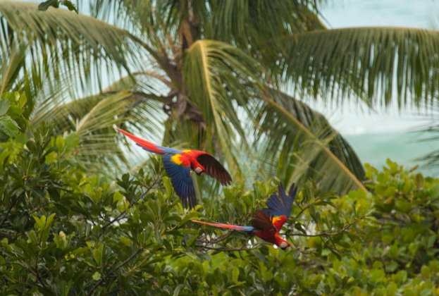 22 maggio, il giorno della biodiversità nel mondo. L’impegno di Swarovski Optik per la foresta di Osa in Costa Rica