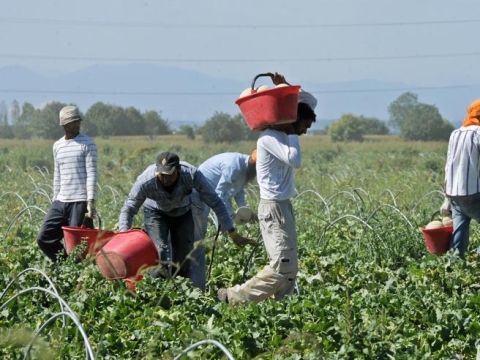 Giornata internazionale dei migranti, Coldiretti "Sono il 32% della forza lavoro dell'agricoltura italiana"