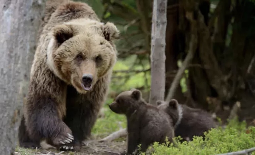 Uccisione orsa Amarena: la Regione Abruzzo e Federparchi si costituiranno parte civile