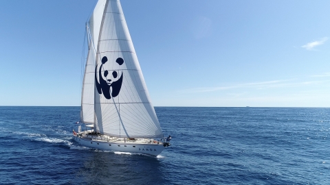 Sulle rotte dei cetacei con il tour operator "Vele del Panda" di Wwf Travel e la piattaforma digitale Sailsquare