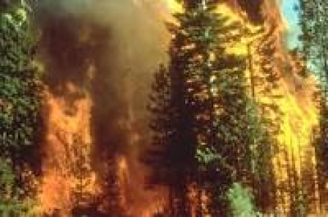 Incendi boschivi: in Italia in fumo oltre 68mila ettari di verde secondo il rapporto Ispra 2022