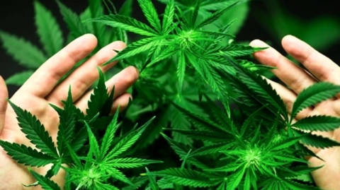 Marijuana: il governatore del New Jersey  legalizza l'uso e depenalizza il possesso di hashishh