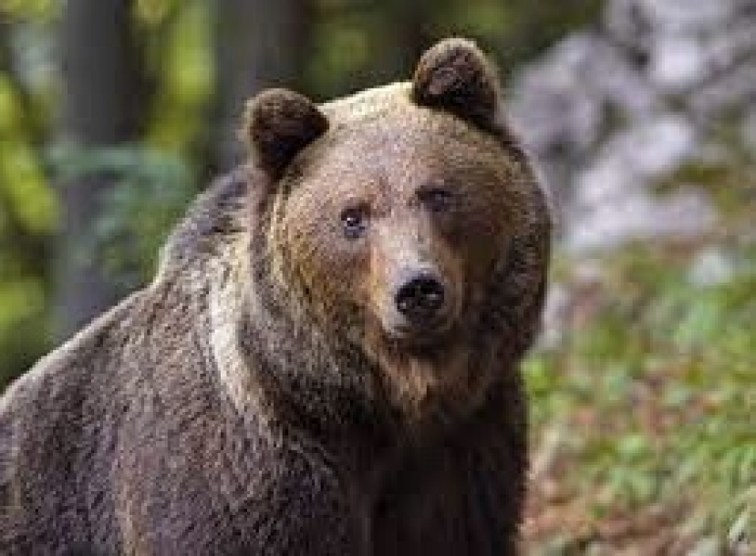 Abbattimento orso M90: denuncia alla Procura per Fugatti,  il presidente della Provincia di Trento