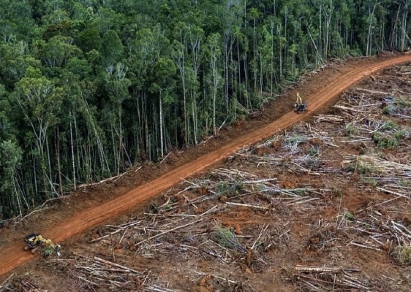 Amazzonia: il 2022 l’anno nero della sua deforestazione sotto la presidenza brasiliana di Bolsonaro