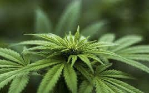 Cannabis: il Parlamento tedesco ha approvato la legalizzazione per possesso e coltivazione