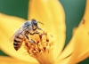 Giornata internazionale delle Api, Coldiretti: “Clima e importazioni mettono in ginocchio 75mila apicoltori”