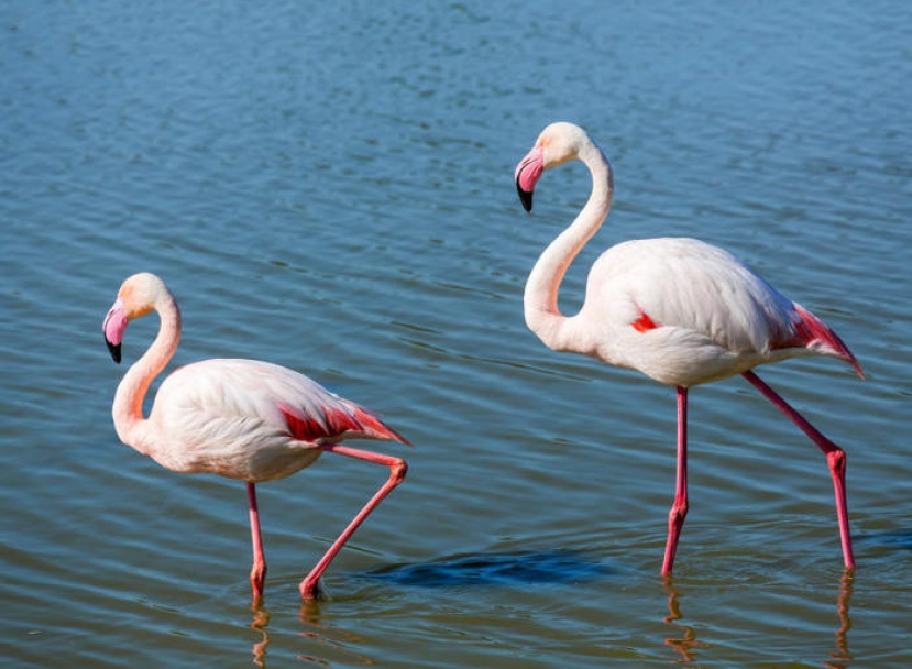 Feniday 2021: nell&#039;oasi WWF di Orbetello per fotografare fenicotteri rosa con la tecnica del phonescoping