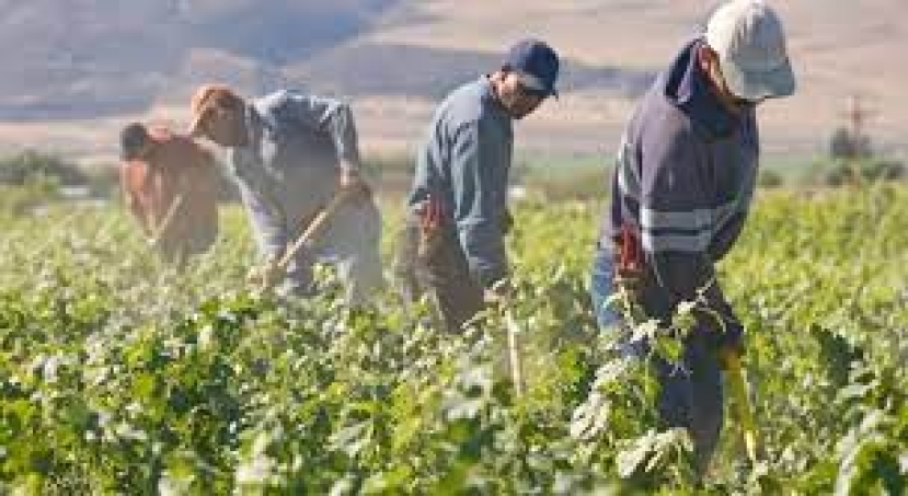 Lavoro agricoltura: oggi il click day con l&#039;ingresso di 82 mila braccianti extracomunitari. Ne occorrono 100mila