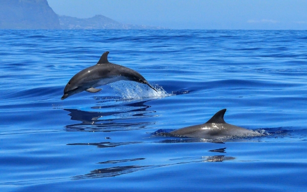 Mediterraneo: i dati dell’Ispra nella campagna di avvistamento 2022 di delfini e balene