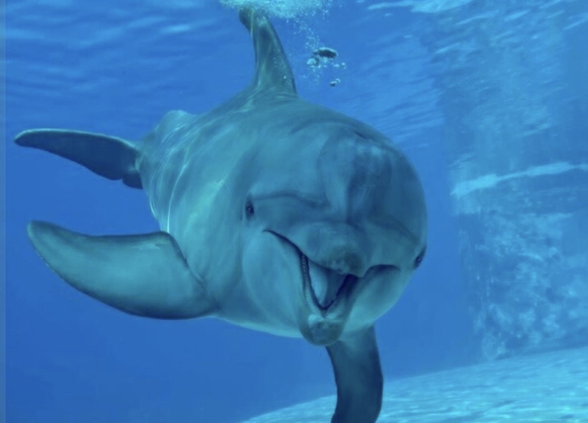 Addio a Pelè, la delfina del Parco Oltremare di Riccione. Aveva 59 anni, tra le più anziane al mondo