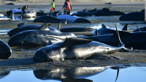 Ambiente: 50 balene sono spiaggiate lungo la costa della Nuova Zelanda. Si tenta di riportarle in acqua con la marea