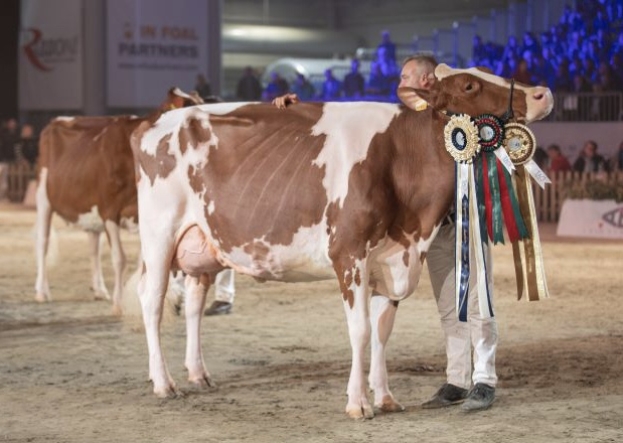 Cremona: all’International Dairy Show premiata per la seconda volta la vacca spagnola “Lady Ariel Jordan”