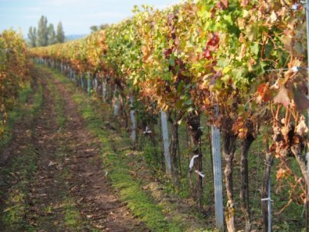 L’azienda vitivinicola Farra di Soligo acquista 9 ettari per produrre Traminer di “montagna”