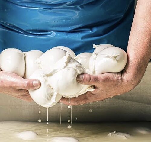 Mozzarella di Bufala Campana DOP: nasce il Registro di filiera