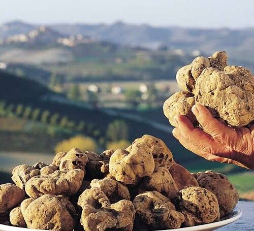 Viaggi gourmet: destinazione 61ª Fiera Internazionale del Tartufo Bianco di Acqualagna nelle Marche